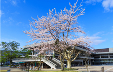 ROHM Theatre Kyoto - Cherry Blossoms