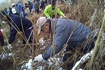 Participating in "Mowing Yoshi-plants" Activities by the Citizens