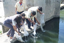 Fish Seeding Activity