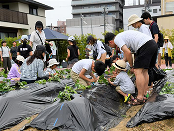 Organizing Farm Work Experience Events