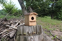 Wild Bird Protection Activities