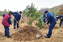 Forestation Activity