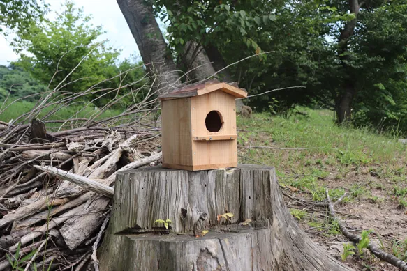 Wild Bird Protection Activities