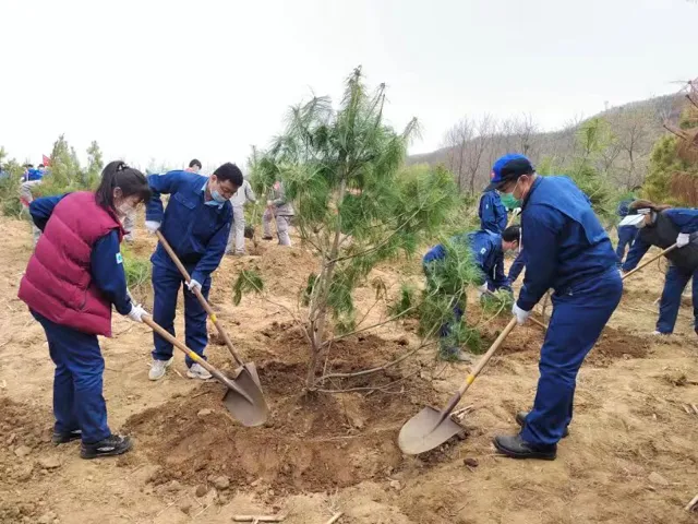 Forestation Activity