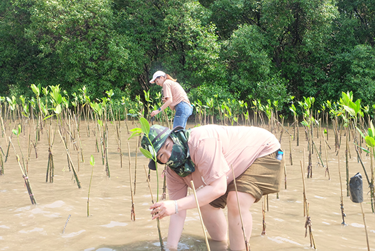 Mangrove Forestation Activity
