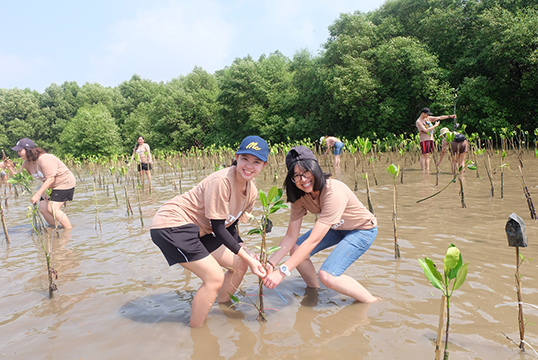 Mangrove Forestation Activity