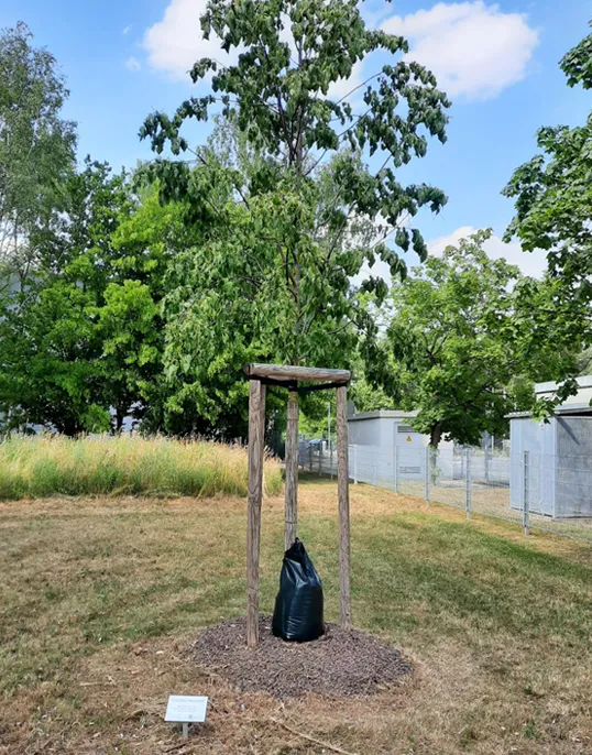 Tree-planting Activities on the Factory Grounds